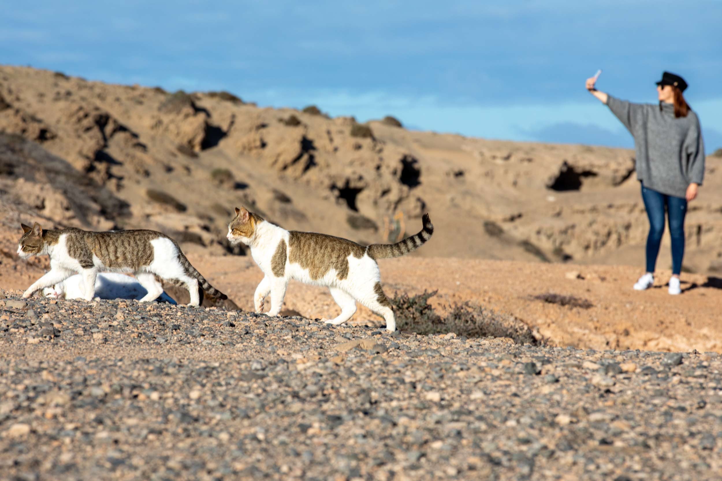 Zwei katzen laufen ueber steinigen boden, eine person steht im hintergrund und haelt ein smartphone, gran canaria