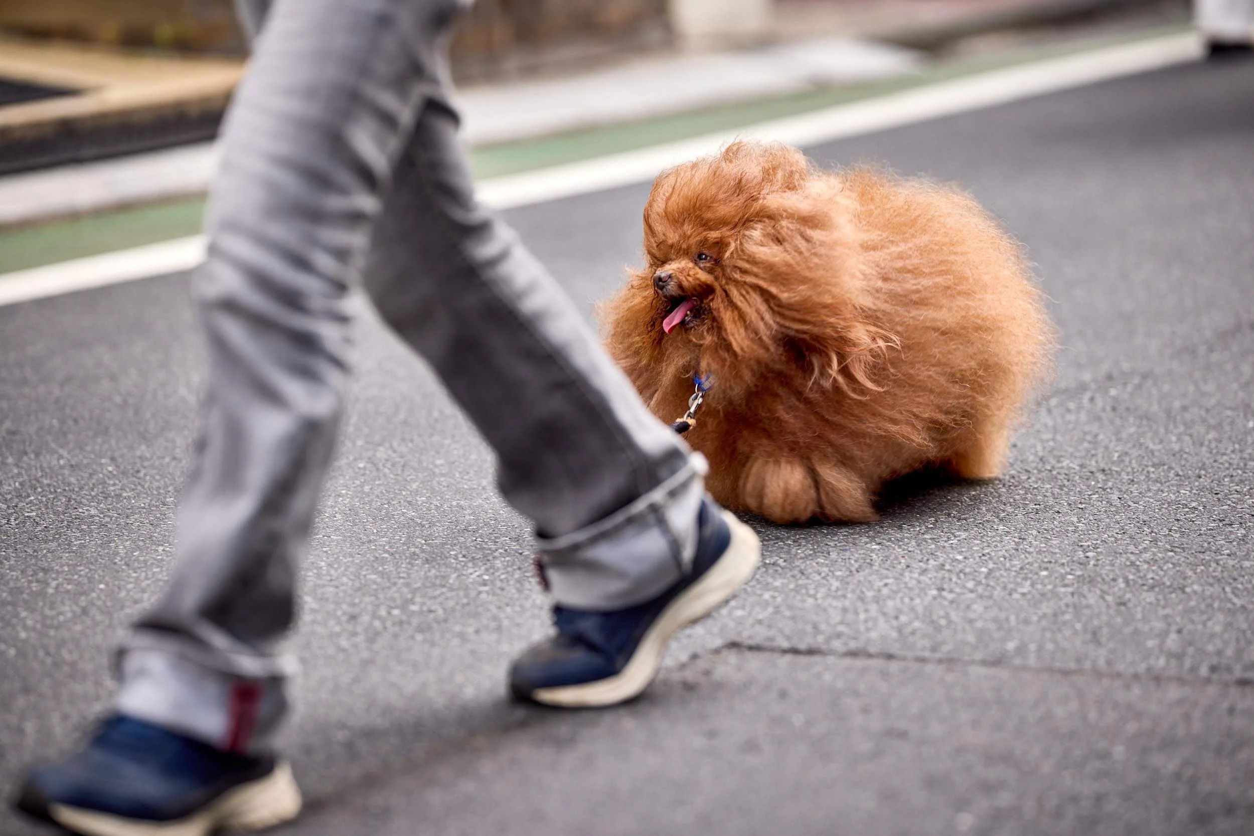 Kleiner Hund sitzt auf der Straße an einer Leine, während eine Person daran vorbeigeht.