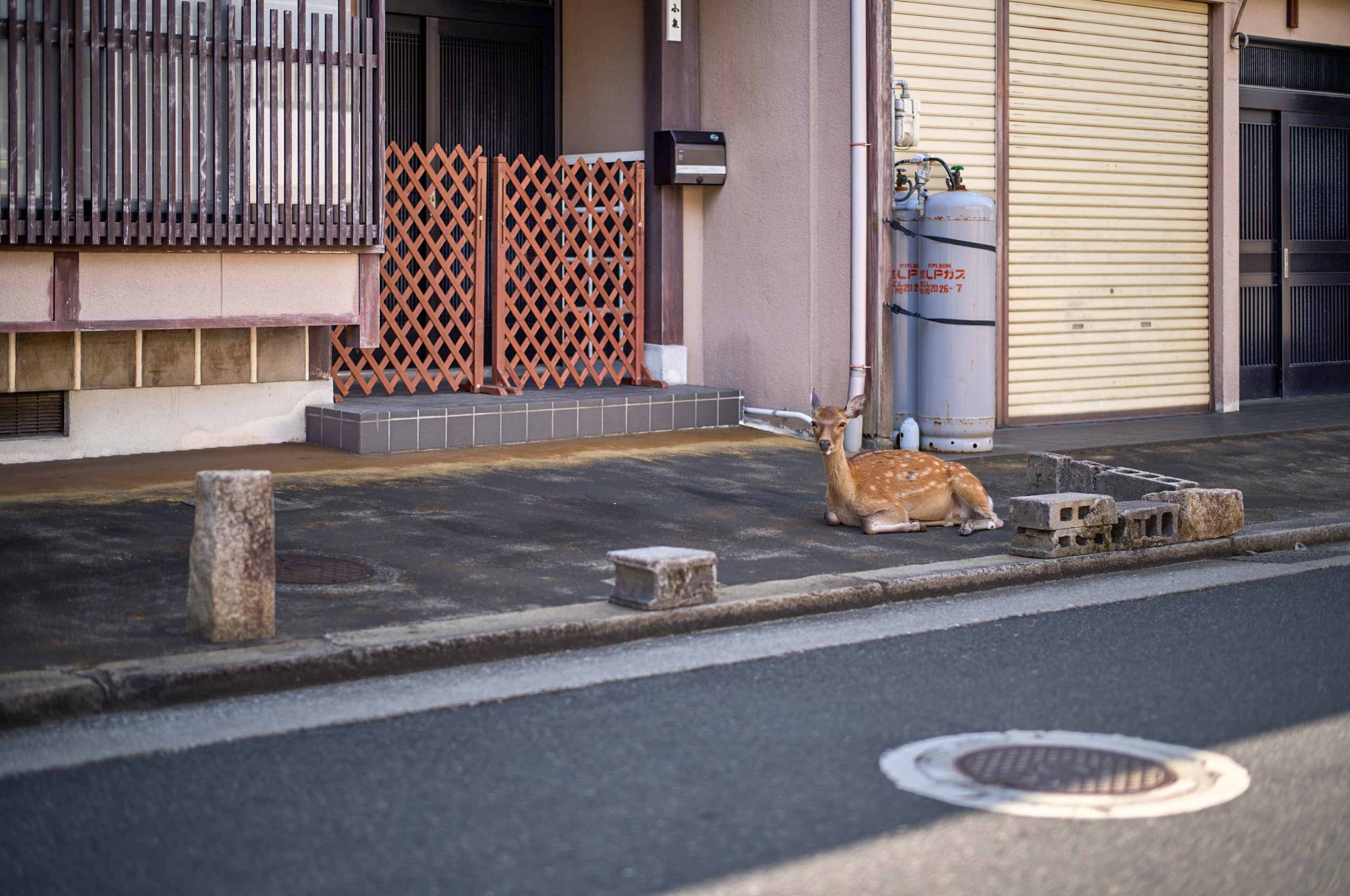 Reh liegt auf dem Gehweg vor einem Haus mit Holzfassade und Gasflasche auf Miyajima, Japan.