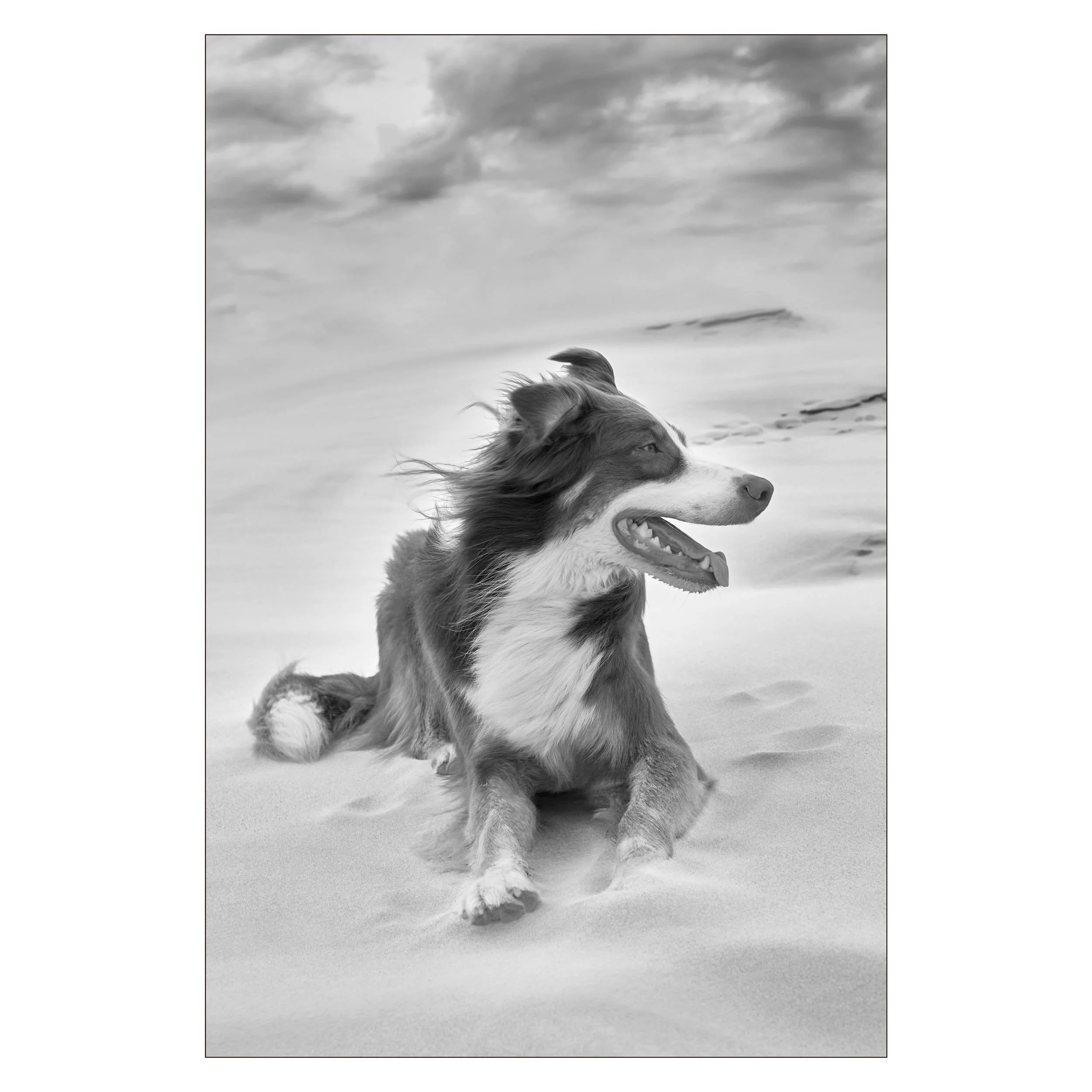 Henri-Schiermonnikoog-MokUp_1.jpg (Kopie) (Kopie)