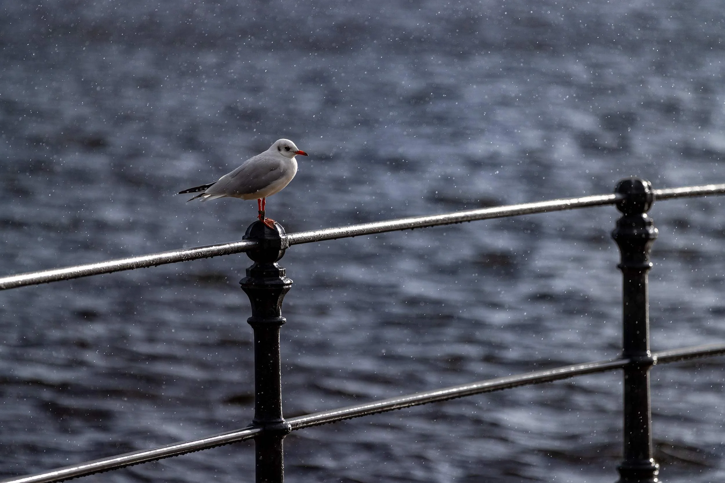 Eine Möwe sitzt auf dem schwarzen Ufergeländer vor der dunklen Wasserfläche der Hamburger Alster. Feine Regentropfen werden vom Licht sichtbar gemacht und verleihen der reduzierten Szene eine stille, fast grafische Wirkung. Fotografie aus der Serie „