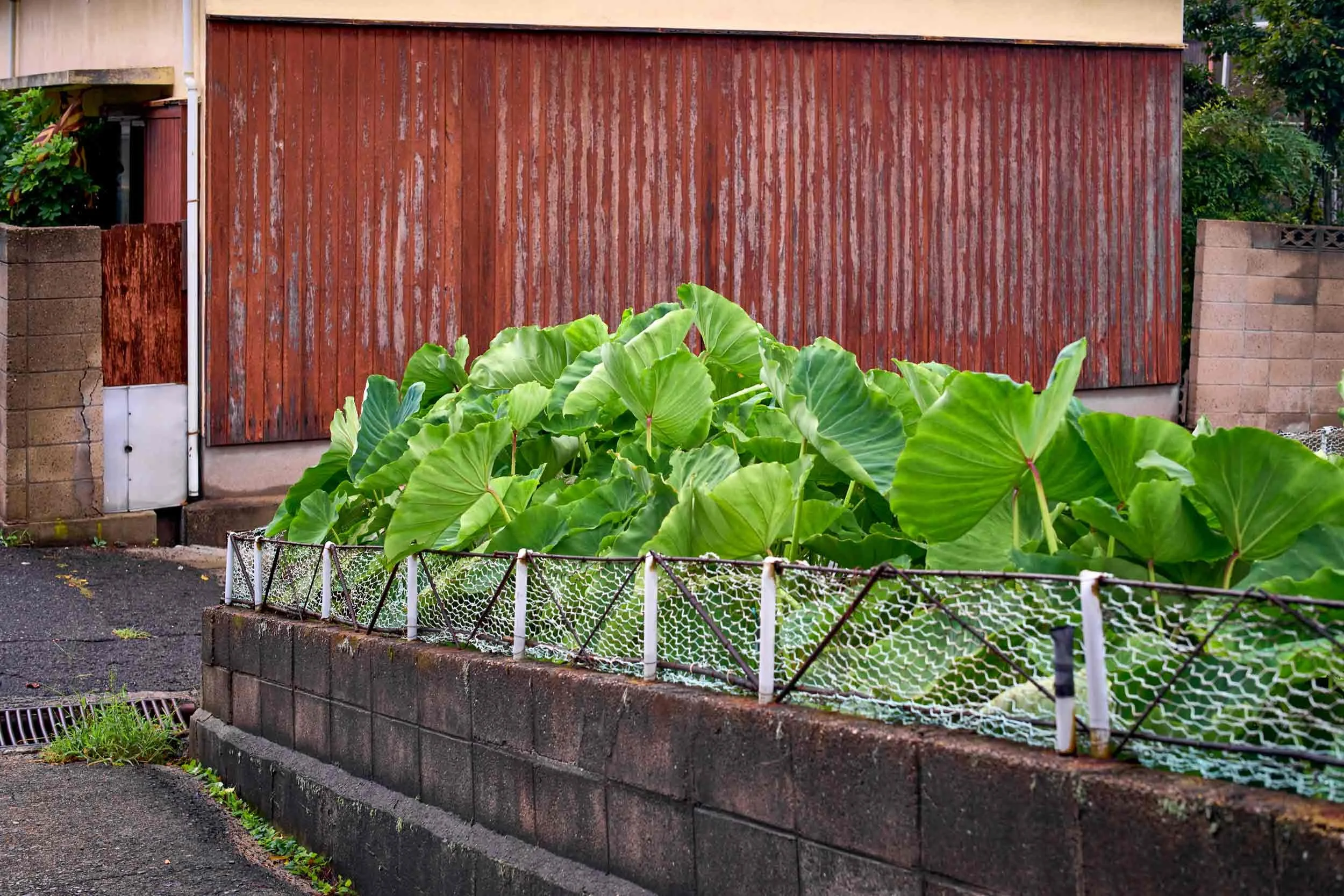 Große grüne Blätter in einem Beet vor einer rostigen Metallwand in Naoshima, Japan.
