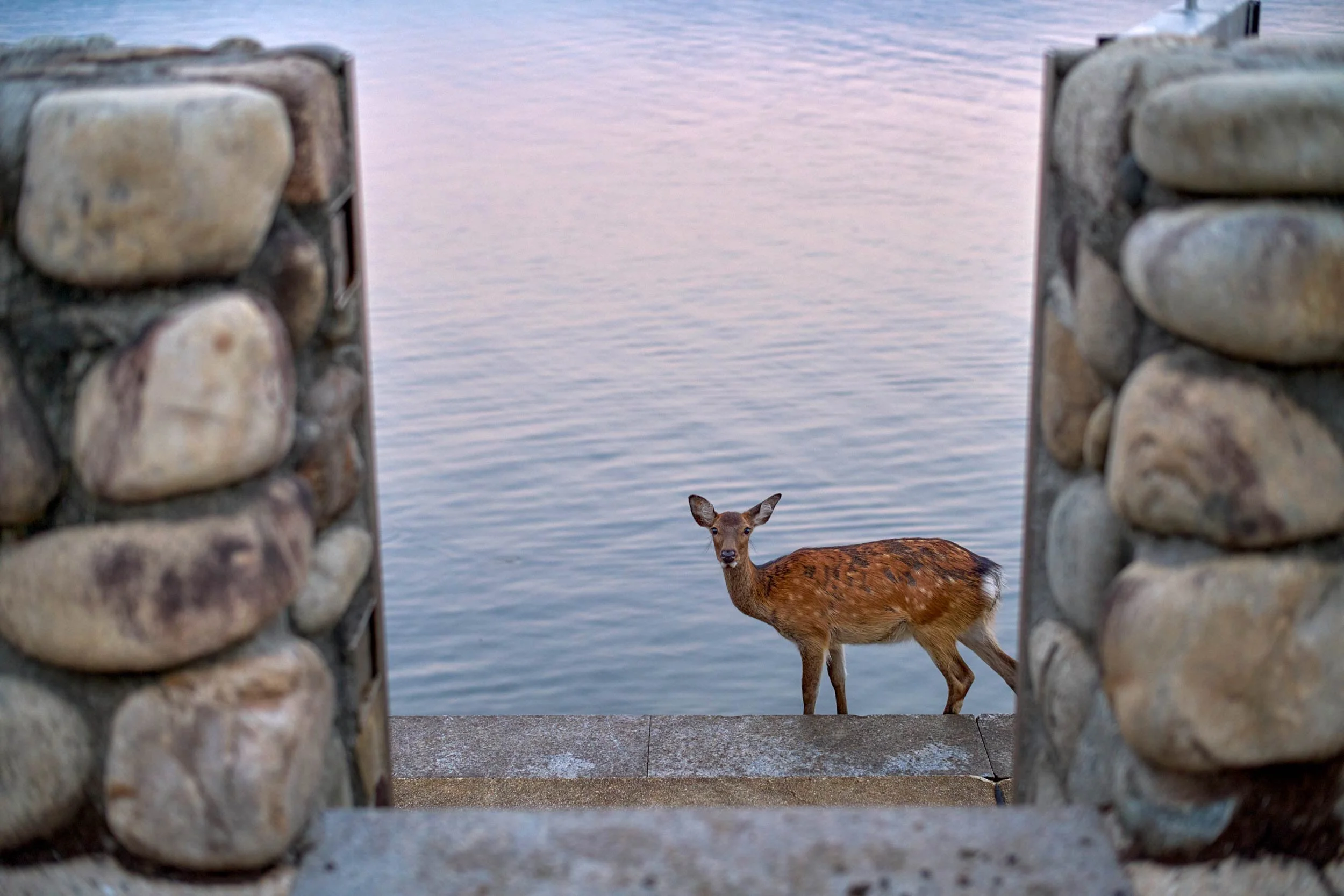 No heart, still love