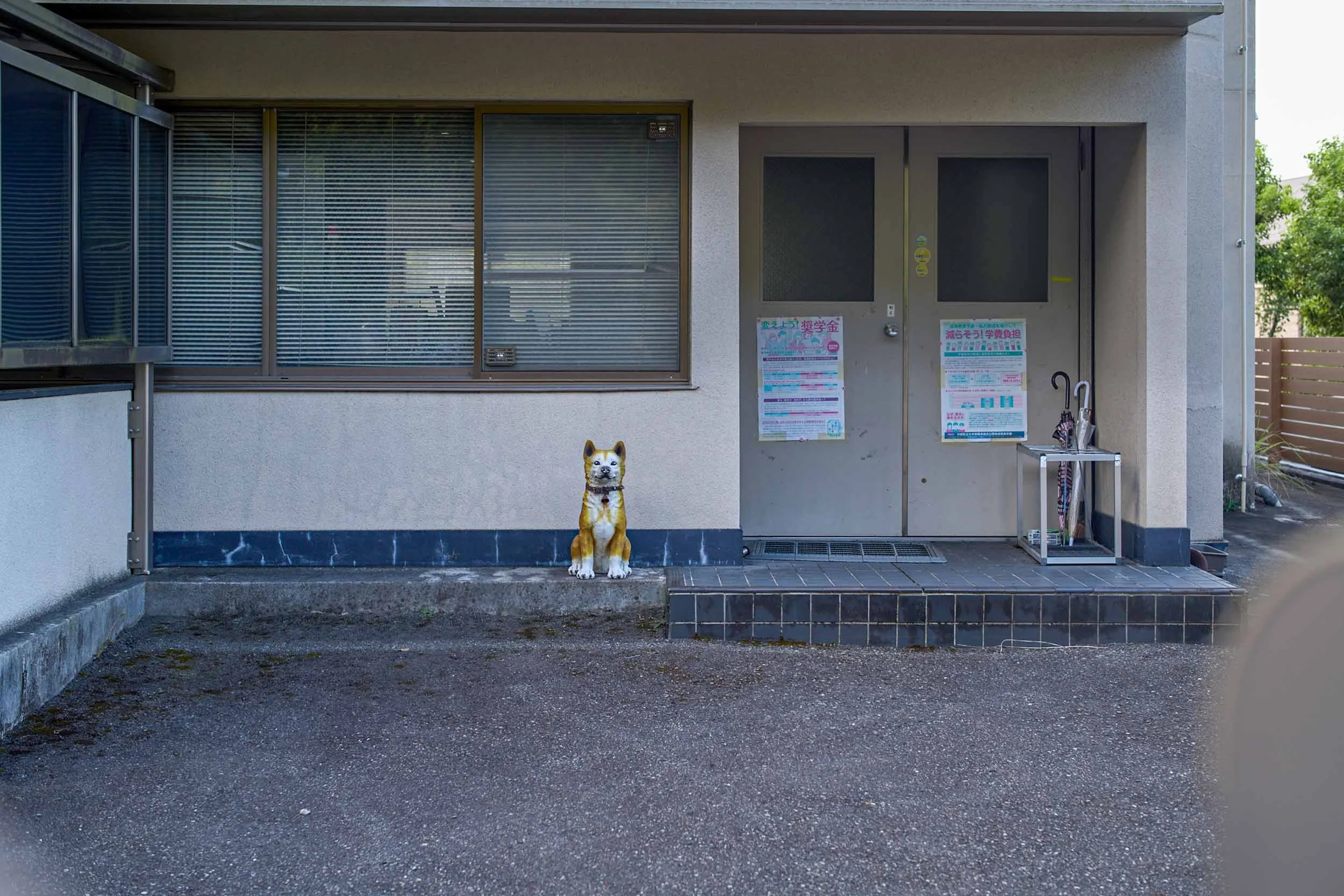 Shiba-Inu-Hundefigur sitzt vor einem Gebäudeeingang mit Fenstern und Türen in Japan. Kyoto