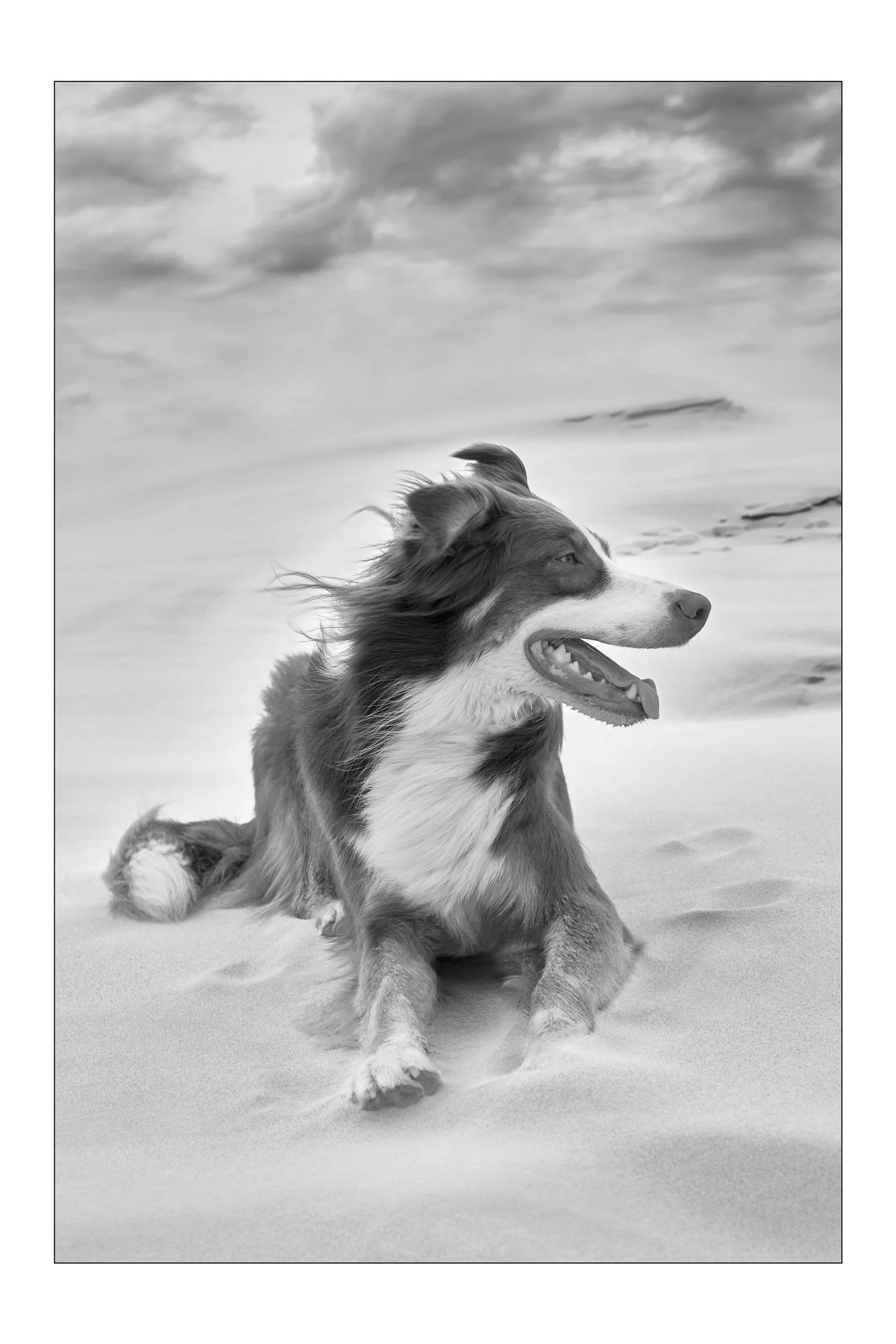 Henri – Schiermonnikoog 2014