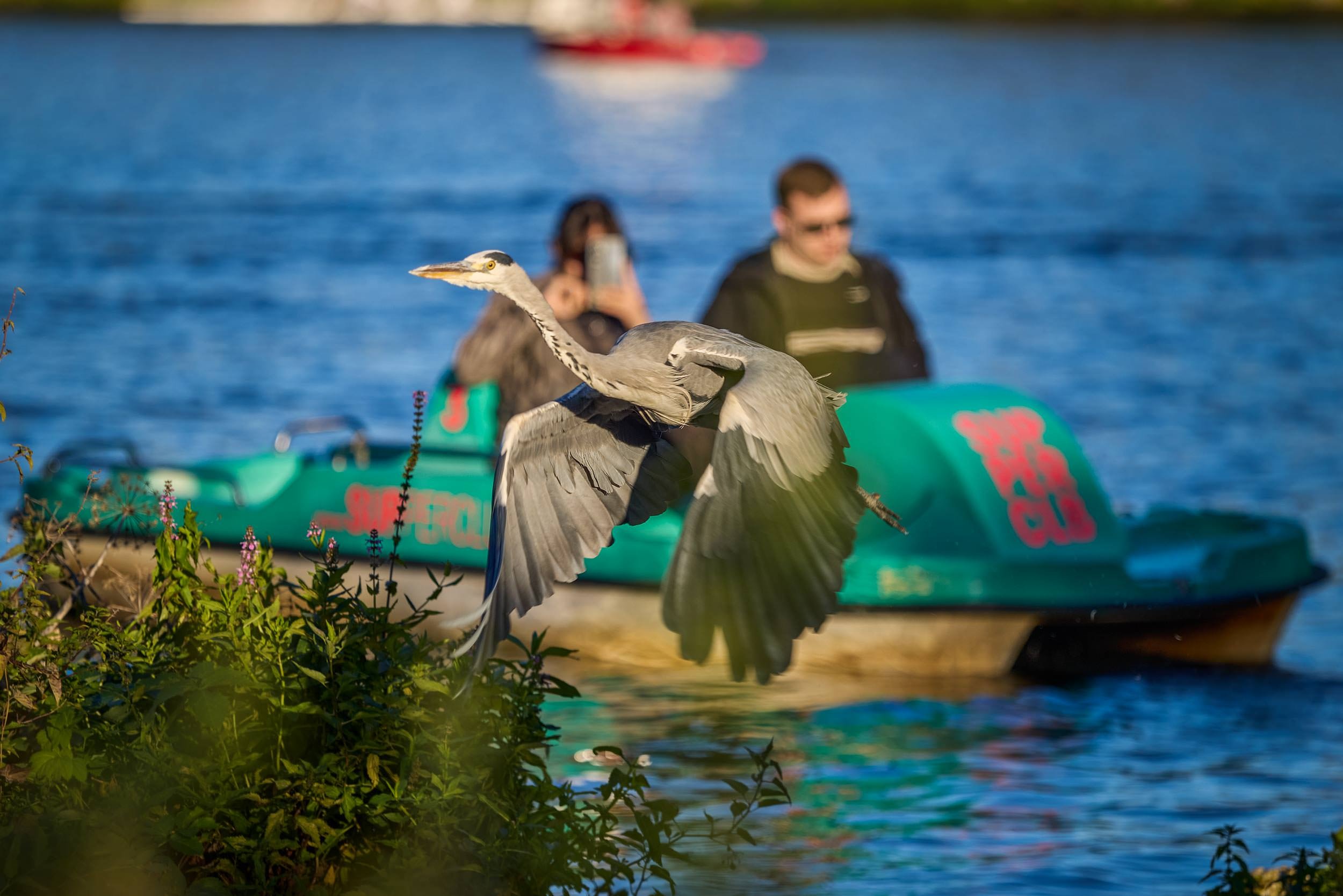 Ein Graureiher hebt mit weit ausgebreiteten Flügeln unmittelbar über der Hamburger Alster ab. Im unscharfen Hintergrund fahren zwei Menschen in einem grünen Tretboot über das Wasser. Die Kombination aus Tierwelt und sommerlichem Freizeitgeschehen geh