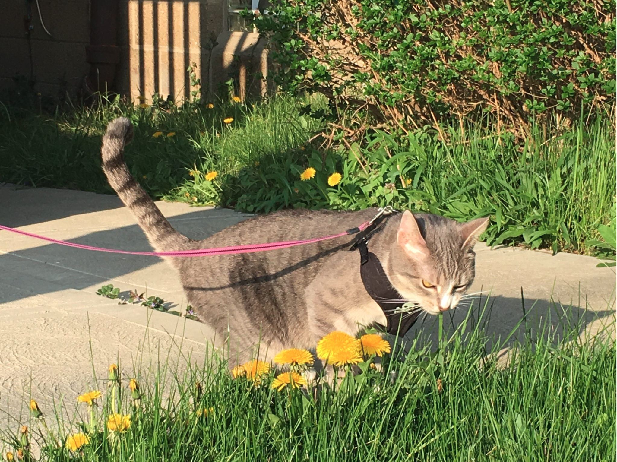 Therapist’s pet cat resting, symbolizing warmth and connection