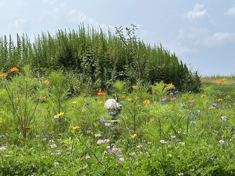 Photo of lordship house fairy garden in summer. Orange and yellow poppies; blue bachelor buttons; purple crown vetch; a knoll of mugwort in background
