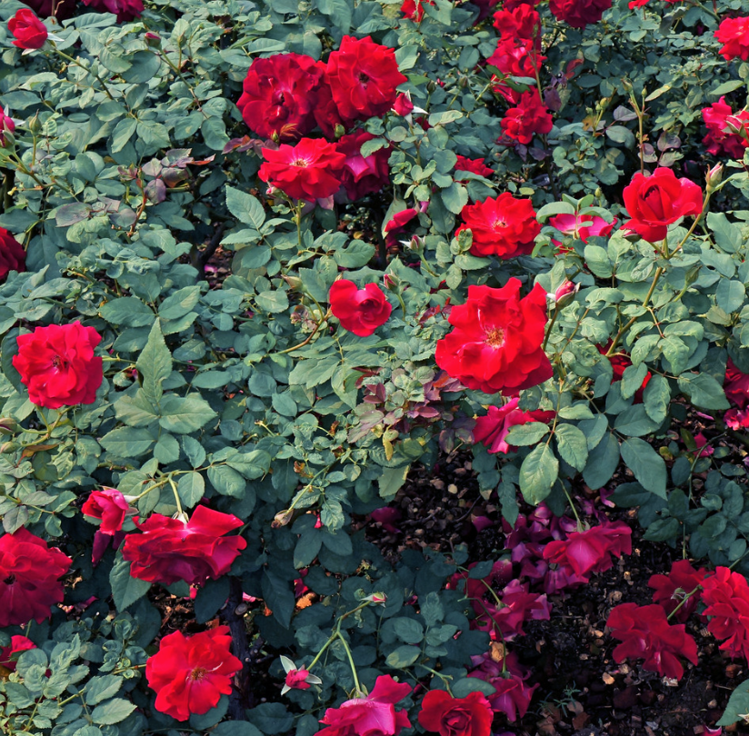 Screen Shot 2024-02-21 at 1.24.12 PM.png