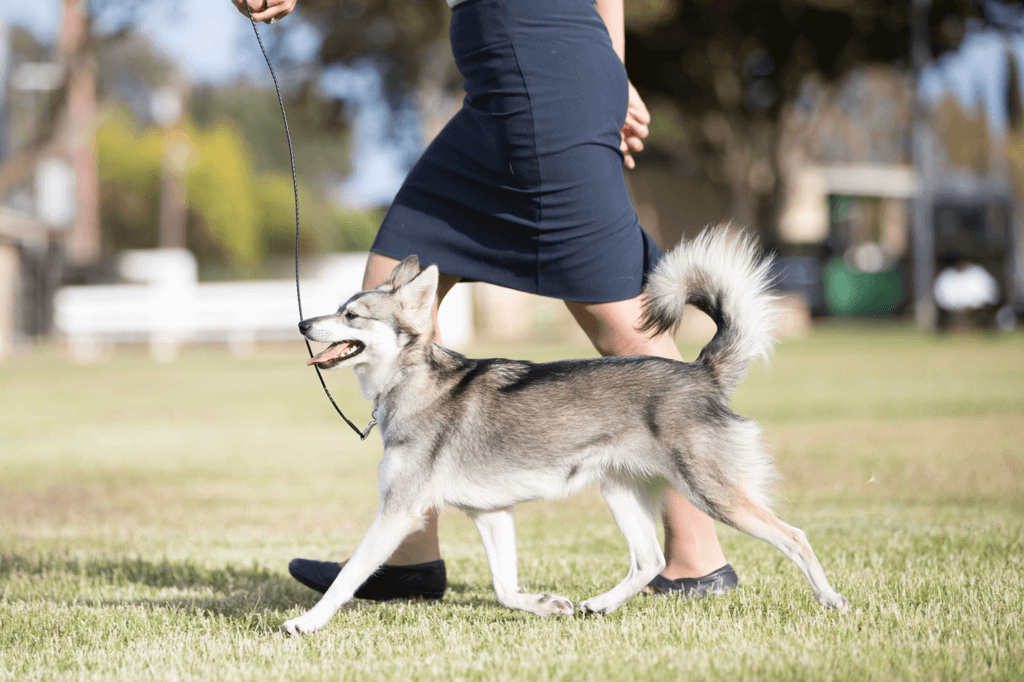 Ukc Rally Novice Course Potion — Thurisia Alaska Klee Kai