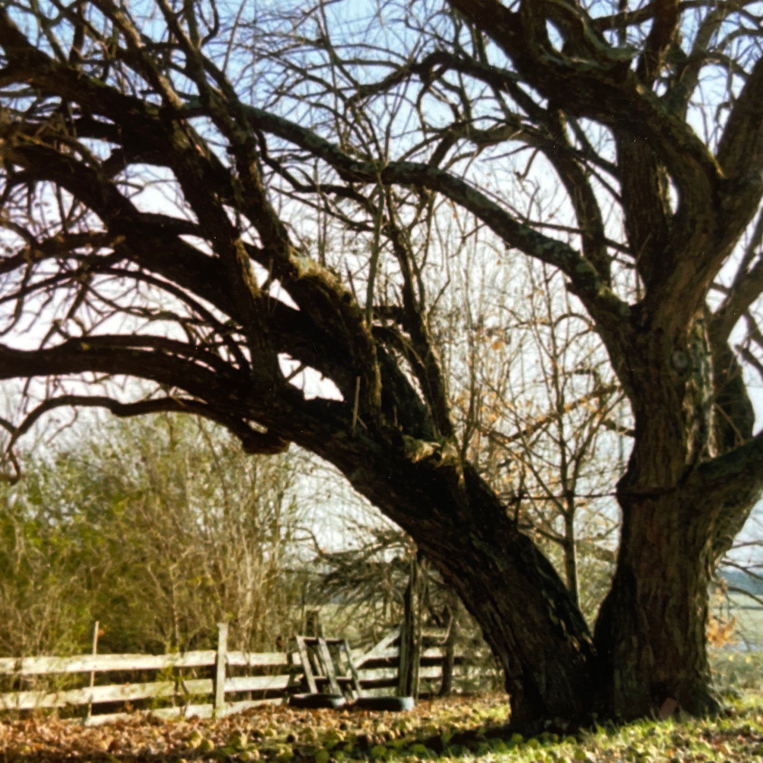 Shelter of the Oak Album Art.jpeg