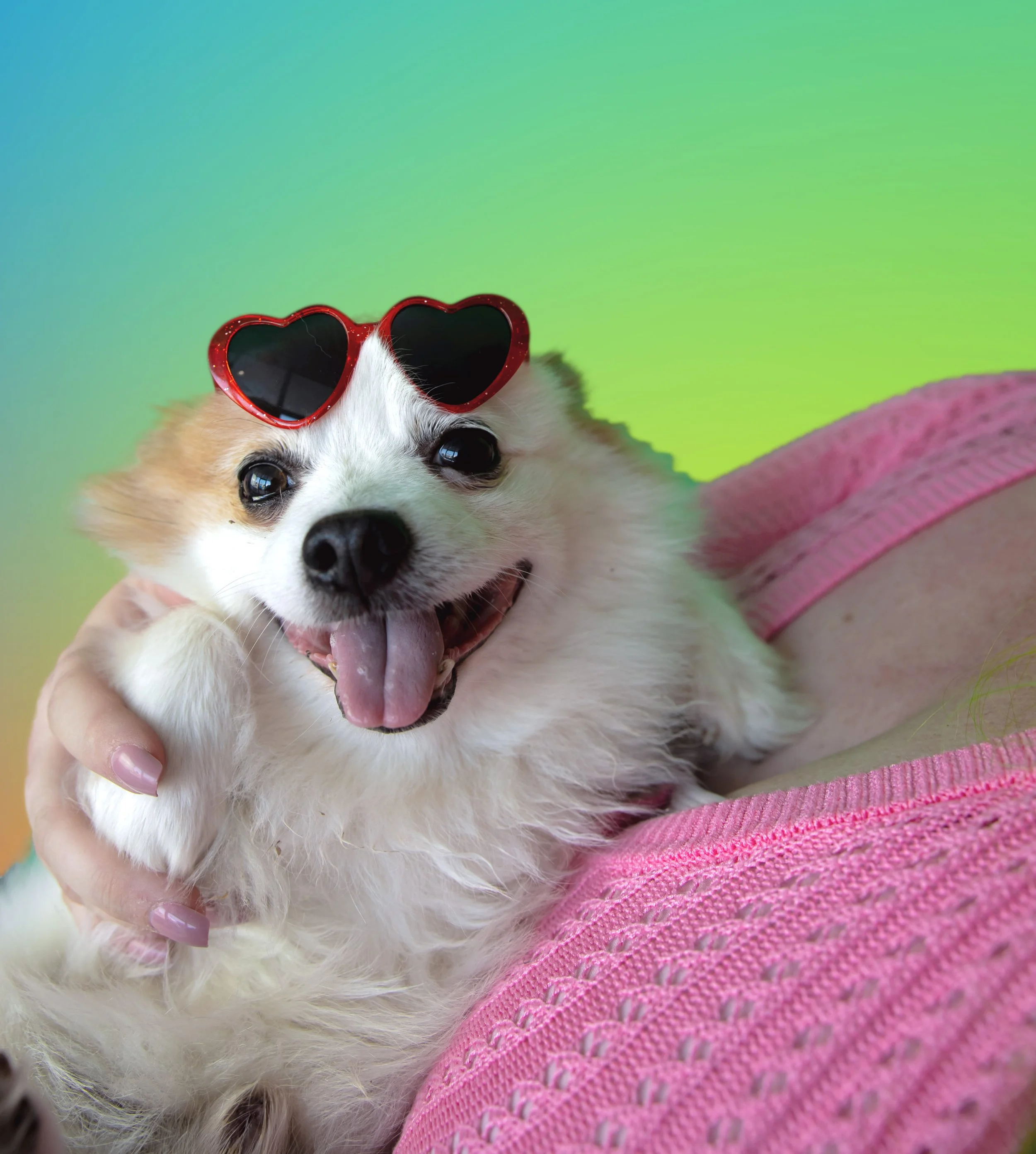 A small fluffy dog with brown and white fur sitting on a pink transparent chair, with a colorful fluffy pillow in the background.