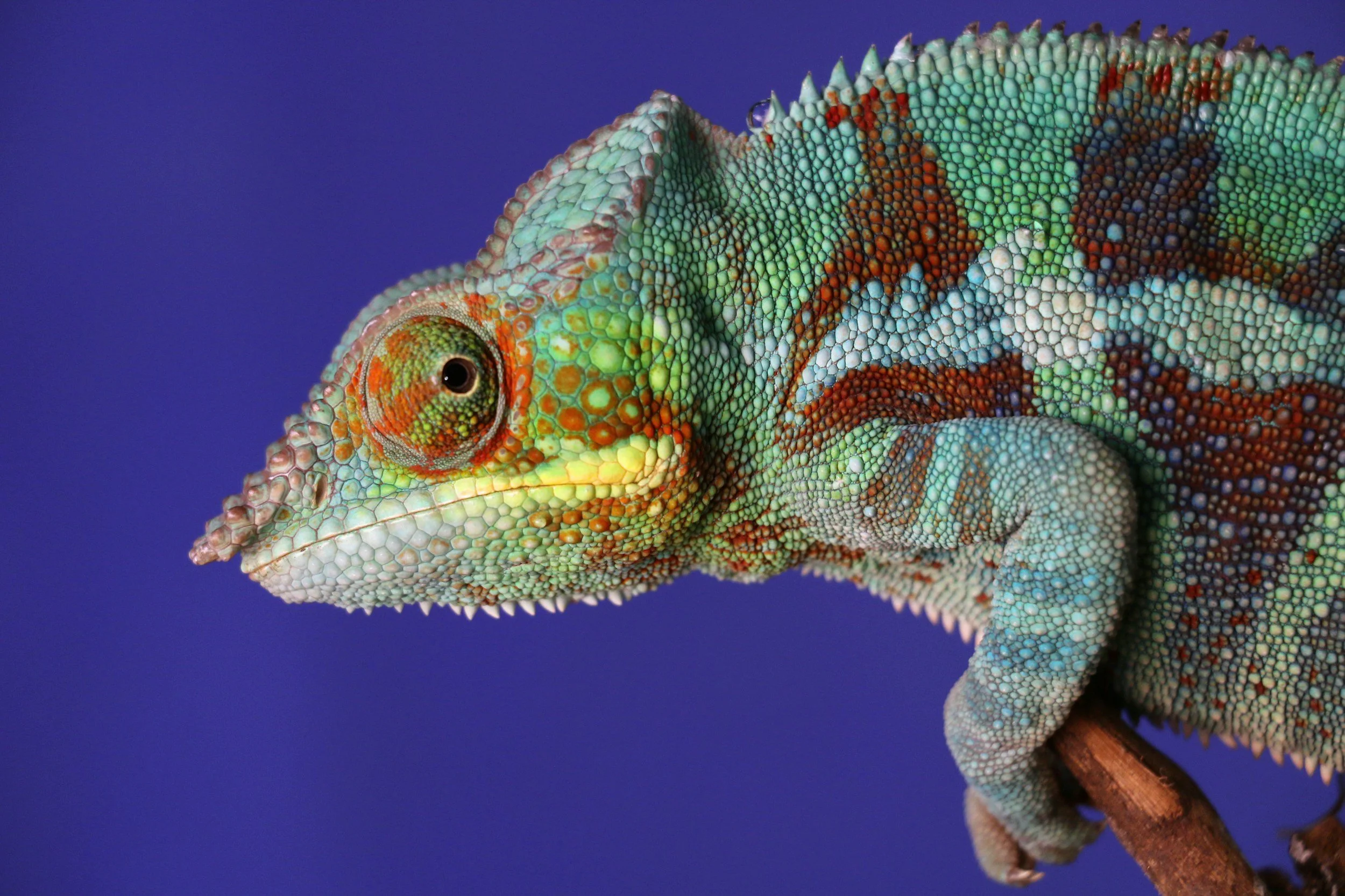 Beware of the Chameleon Carrier