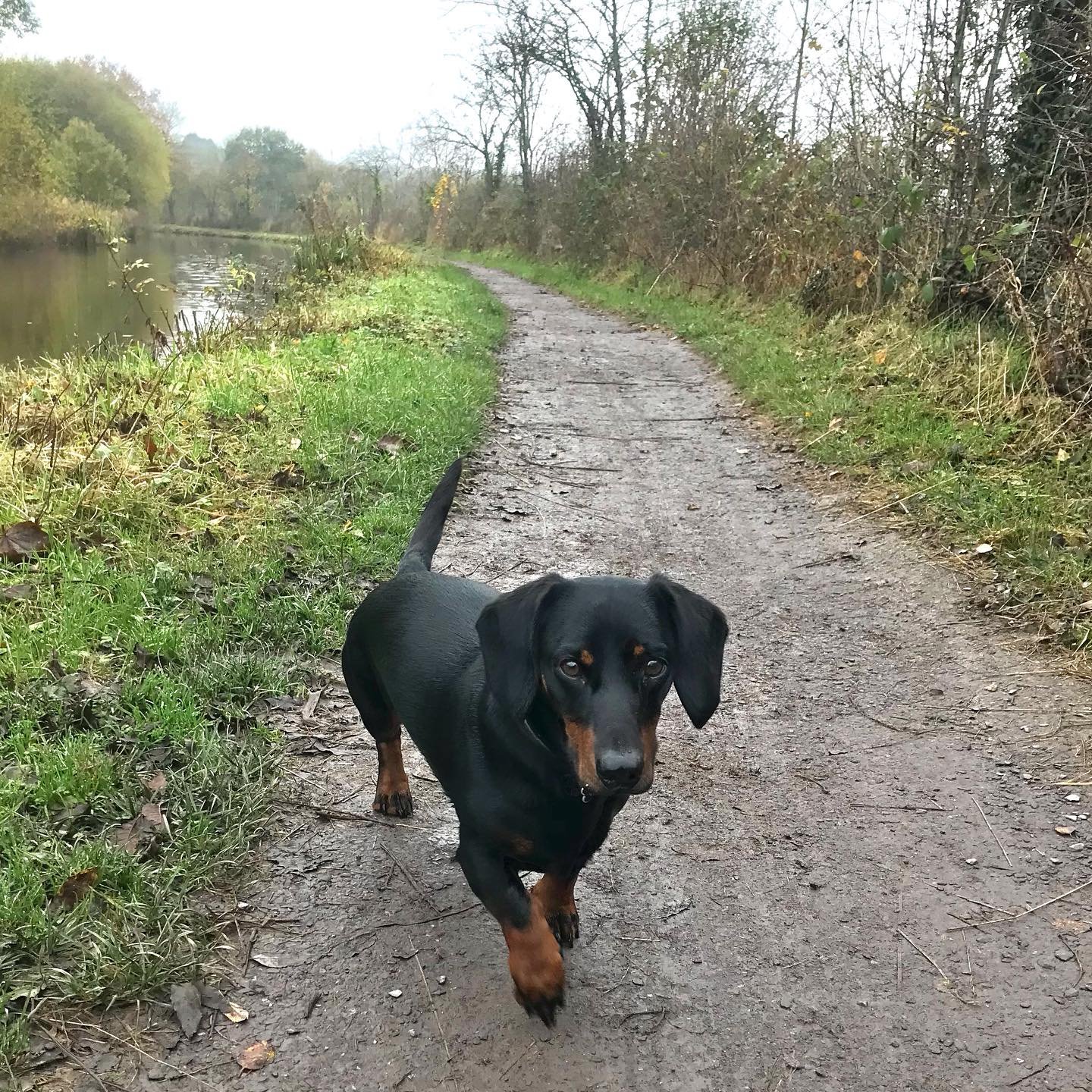 Lovely autumn walk with the handsome Otto 🍁 @otto_life21