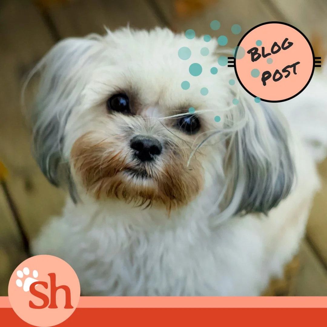 How our emotions can shape our dog’s behaviour