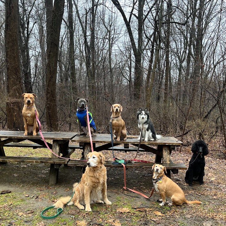 So stoic! These pups look like they're forming an emo band. I'd listen to their album!