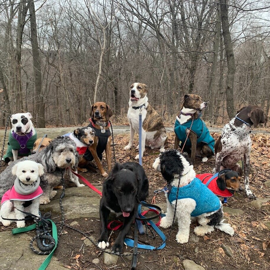We couldn't get everyone's attention, but they sure did love partying with their friends! We love when we can do a big group hike. It gives us a chance to practice neutral bonding. That's when dogs hang out without playing. They learn how to relax an