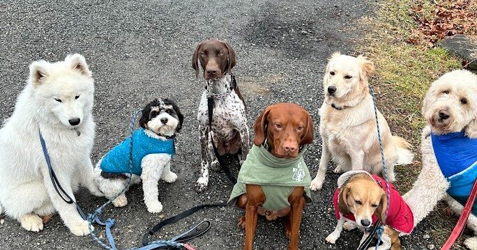 Thinking about making book marks with these beautiful doggy line-ups. They're all too cute!