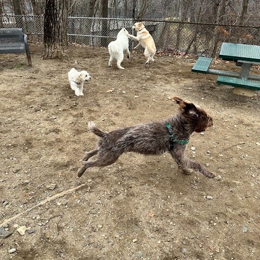 Running, passing, tackling, and more! These crazy pups are ready for game day! They can't wait to watch the Super Bowl and clean up the snacks any partygoers drop. Stay safe and have fun today!