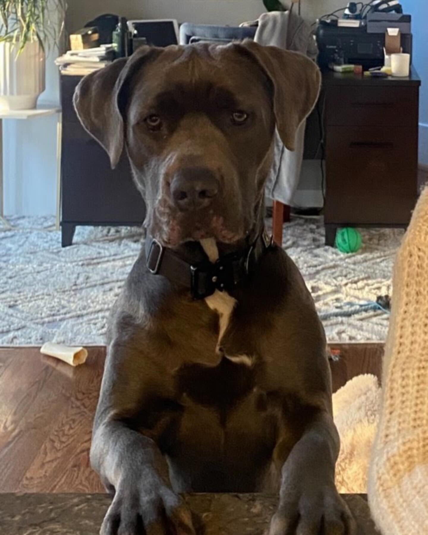 MAYA IS MISSING!
To our followers, Maya is missing! She is a 2y/o King Corso. Last seen in the ARDSLEY area! She is NOT a Westchester Wags pup so if you see her, proceed with EXTREME caution like you would with any other dog!