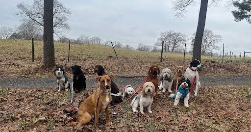 Big group days! These pups love hanging out with so many of their friends.