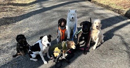 Practicing our prettiest sits and looking very cute while we do it 🐾