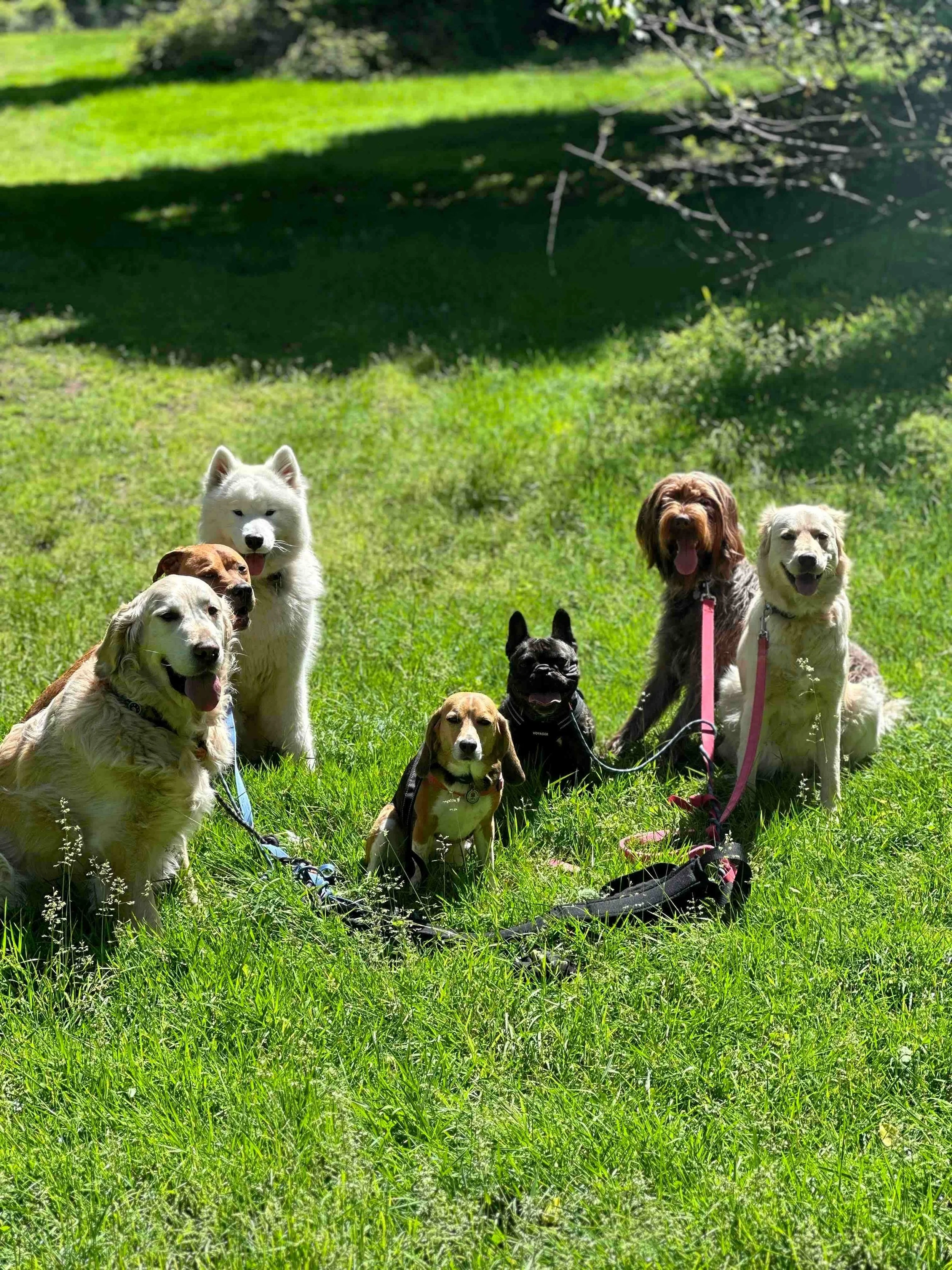 Westchester Wags Co.