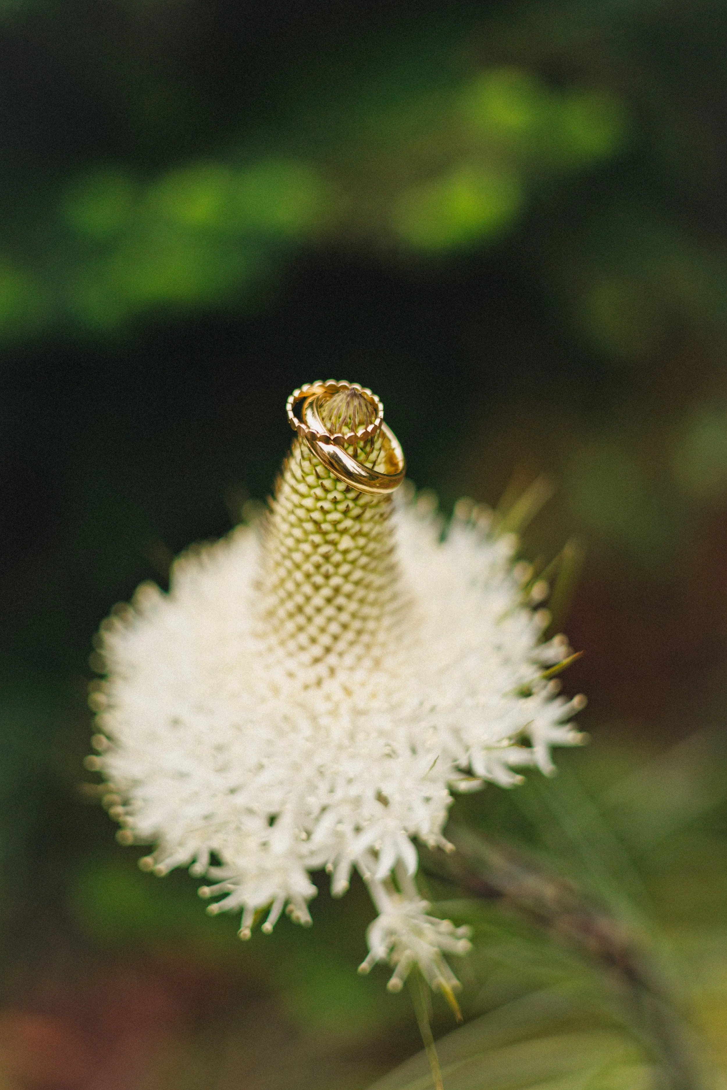 A small insect, possibly a spider, sitting on a green plant stem with a ring on its body, surrounded by a fuzzy white flower with thin, spiky petals.