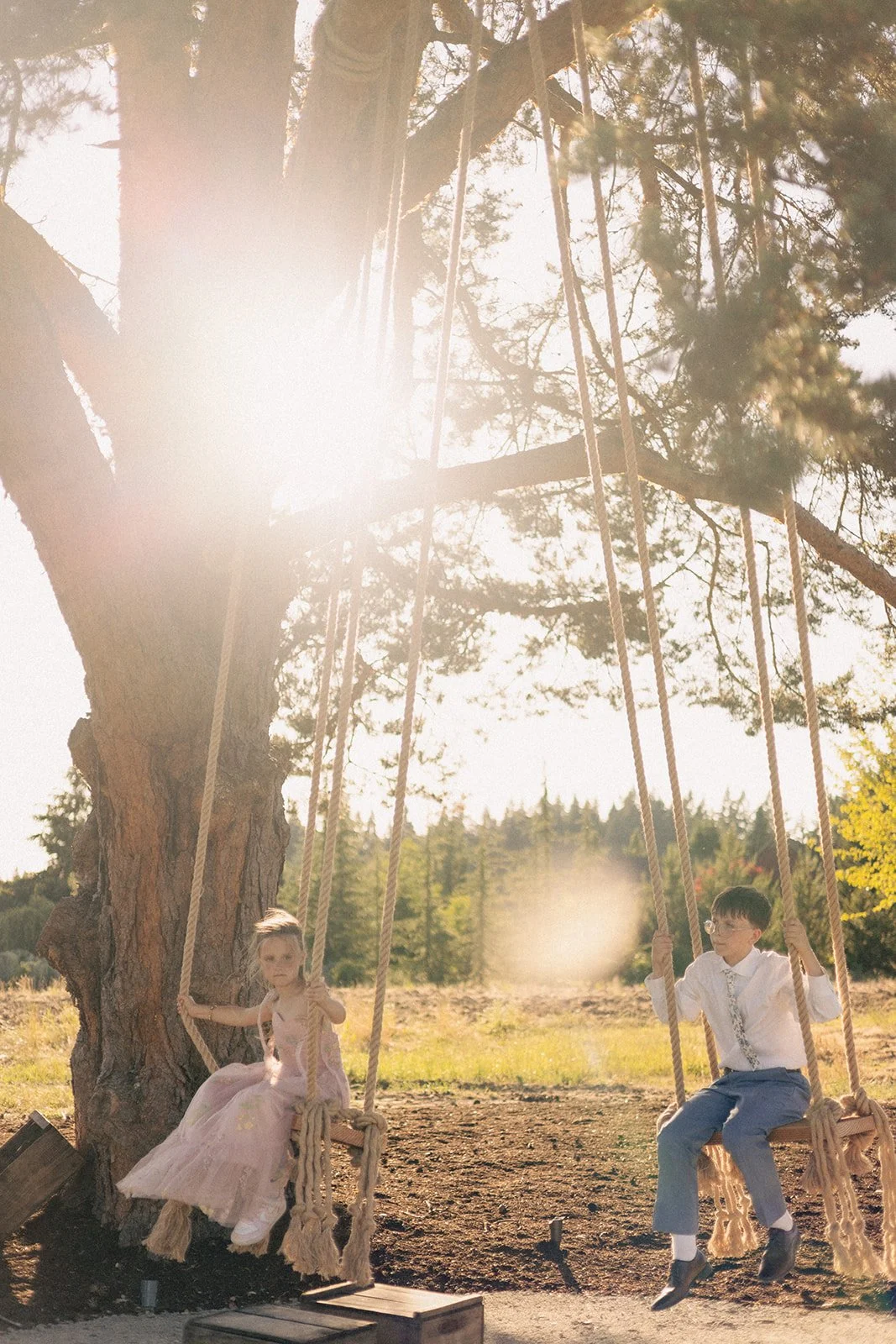 A girl and a boy sitting on swings hanging from a large tree in a grassy outdoor area with sunlight filtering through the branches.