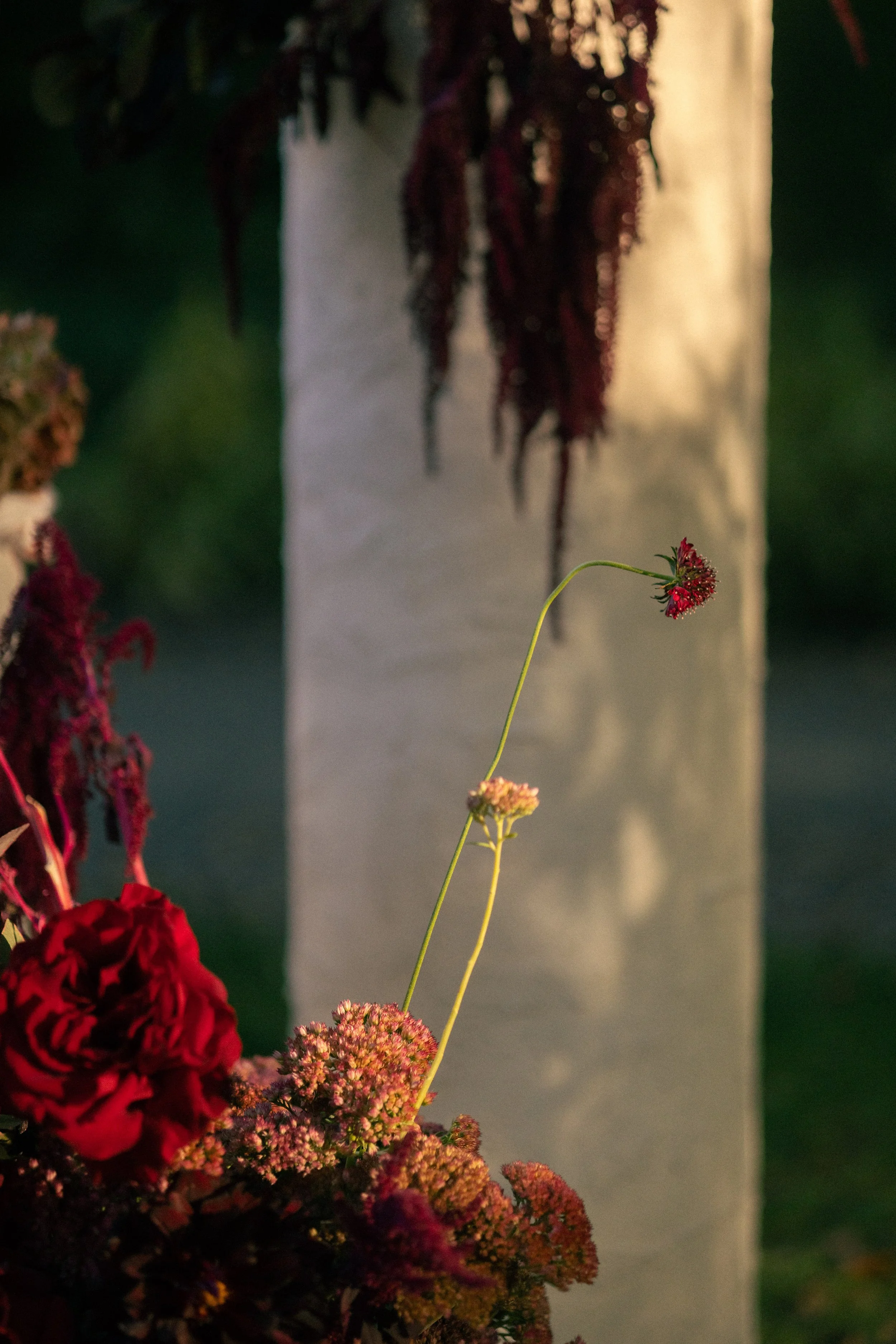 A close-up of a yellow flower with red petals in the background, standing in front of a blurred background with dark greenery and a white post and brownish-red hanging flowers.