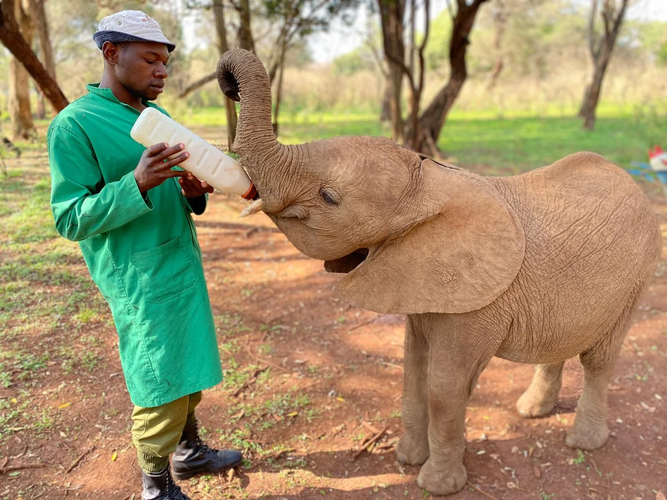Kenia_hautnah-Sheldrick_Wildlife_Trusts-Nairobi_Nationalpark-Elefanten_neu.jpg