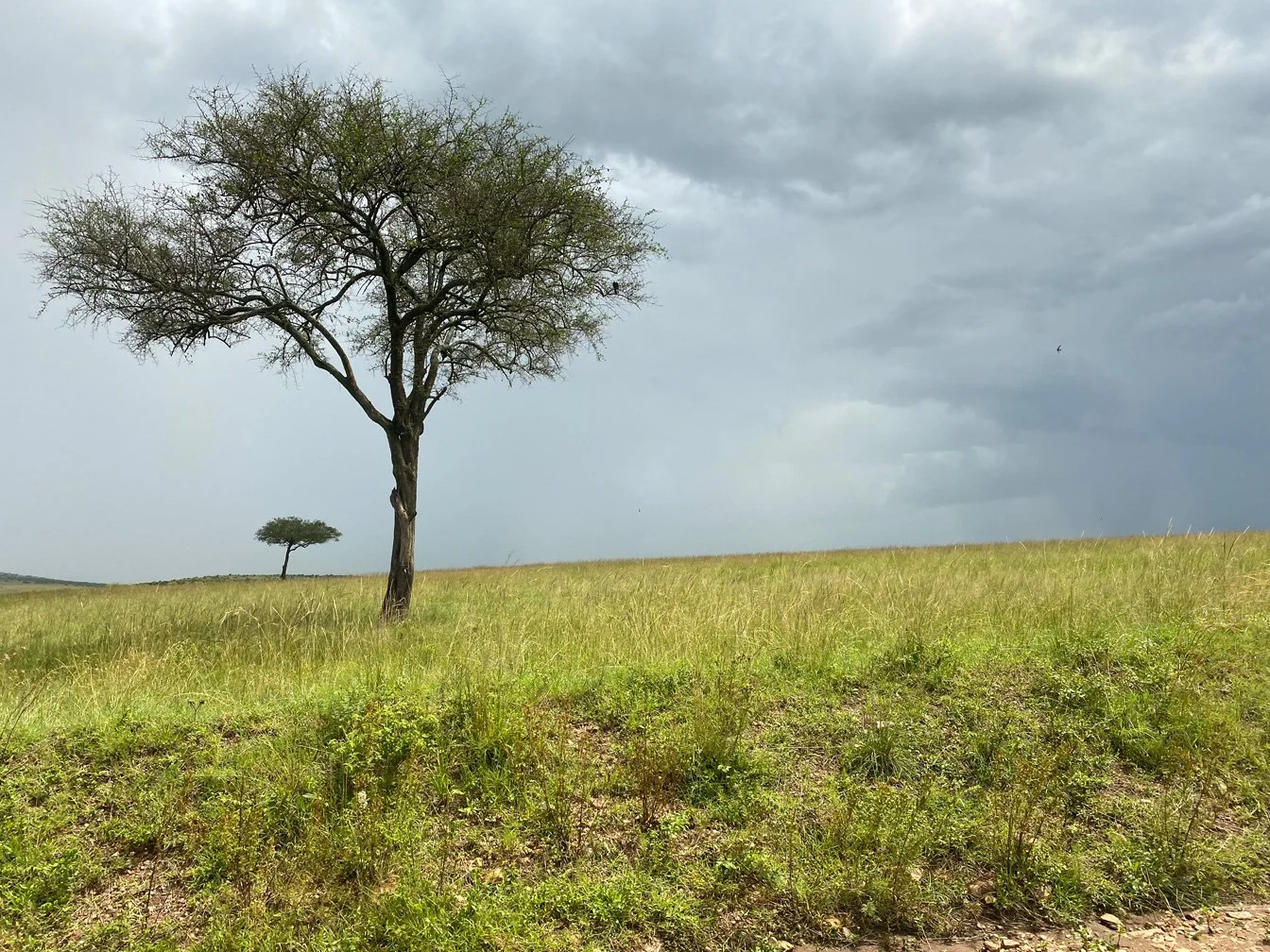 Kenia_hautnah-Masai_Mara-Baum_in_Savanne.jpg