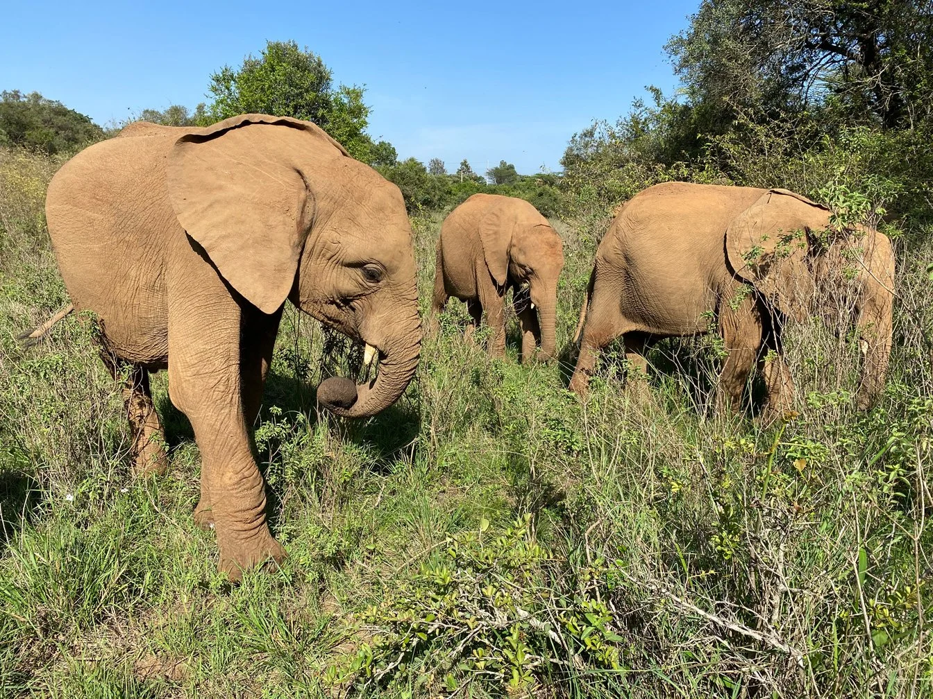 Kenia_hautnah-Sheldrick_Wildlife_Trusts-Nairobi_Nationalpark-Elefantenwaisen_in_Savanne.jpg
