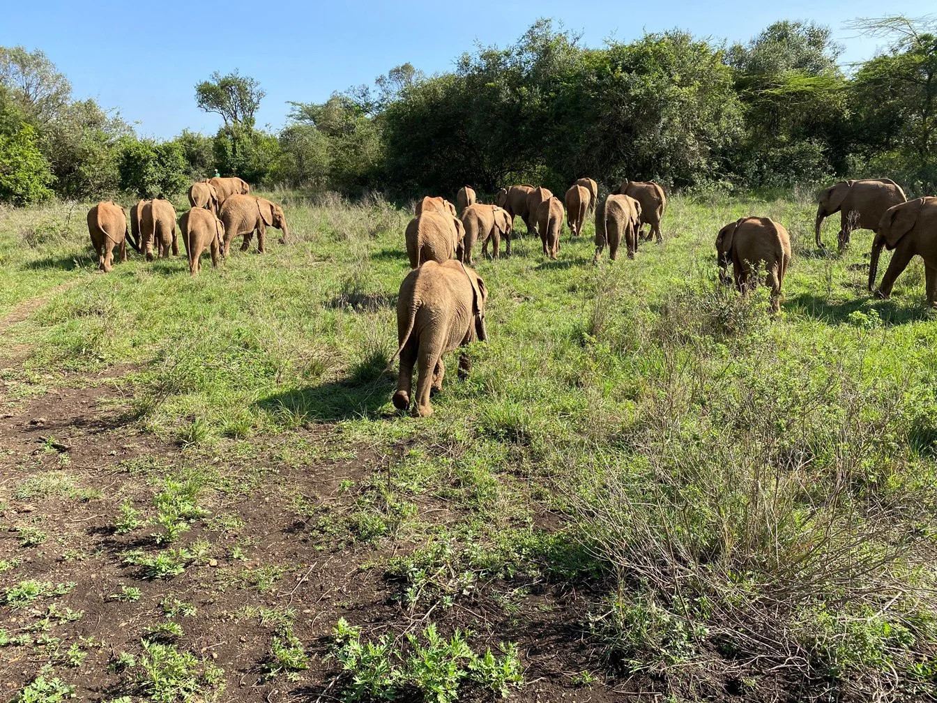 Kenia_hautnah-Sheldrick_Wildlife_Trusts-Nairobi_Nationalpark-Elefanten-fressen-Gras.jpg