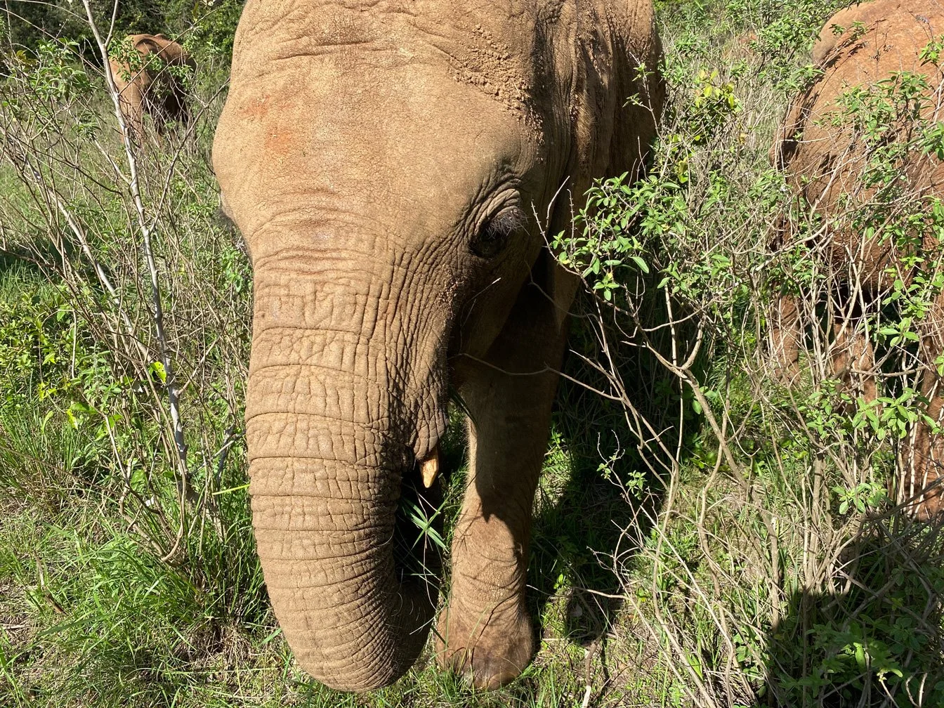 Kenia_hautnah-Sheldrick_Wildlife_Trusts-Nairobi_Nationalpark-Elefantenruessel.jpg
