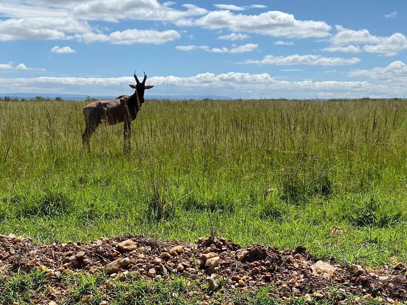 Kenia_hautnah-Masai_Mara-Tier.jpg