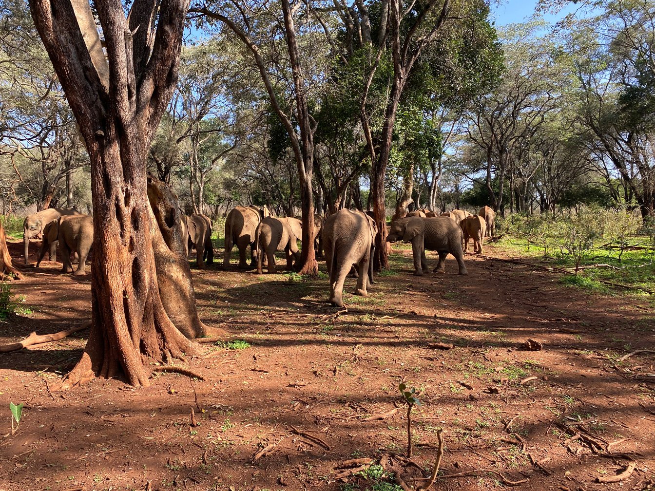 Kenia_hautnah-Sheldrick_Wildlife_Trusts-Nairobi_Nationalpark-Elefantenherde.jpg