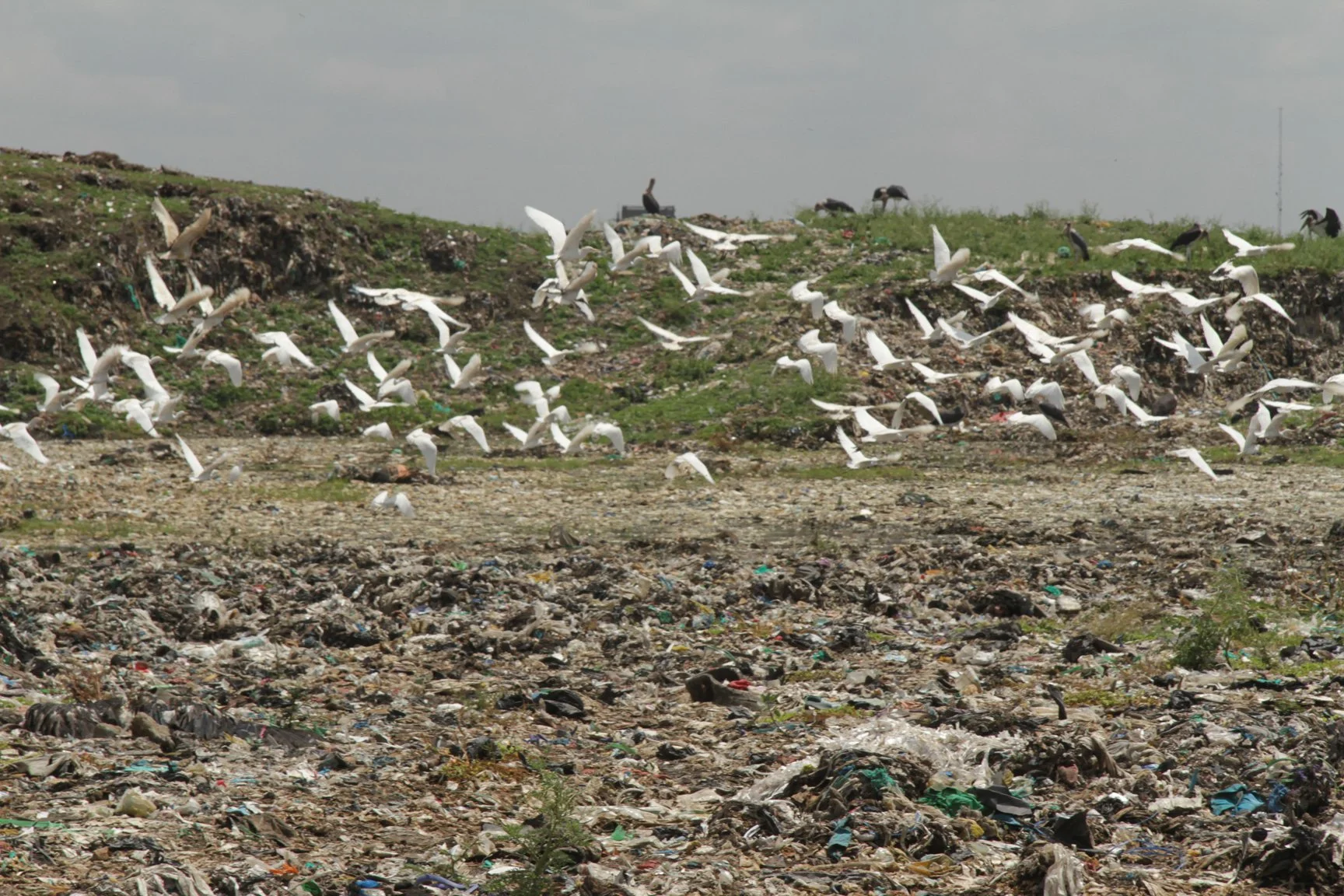 Kenia_hautnah-Nairobi-Muellhalde_Dandora-Tiere.jpg