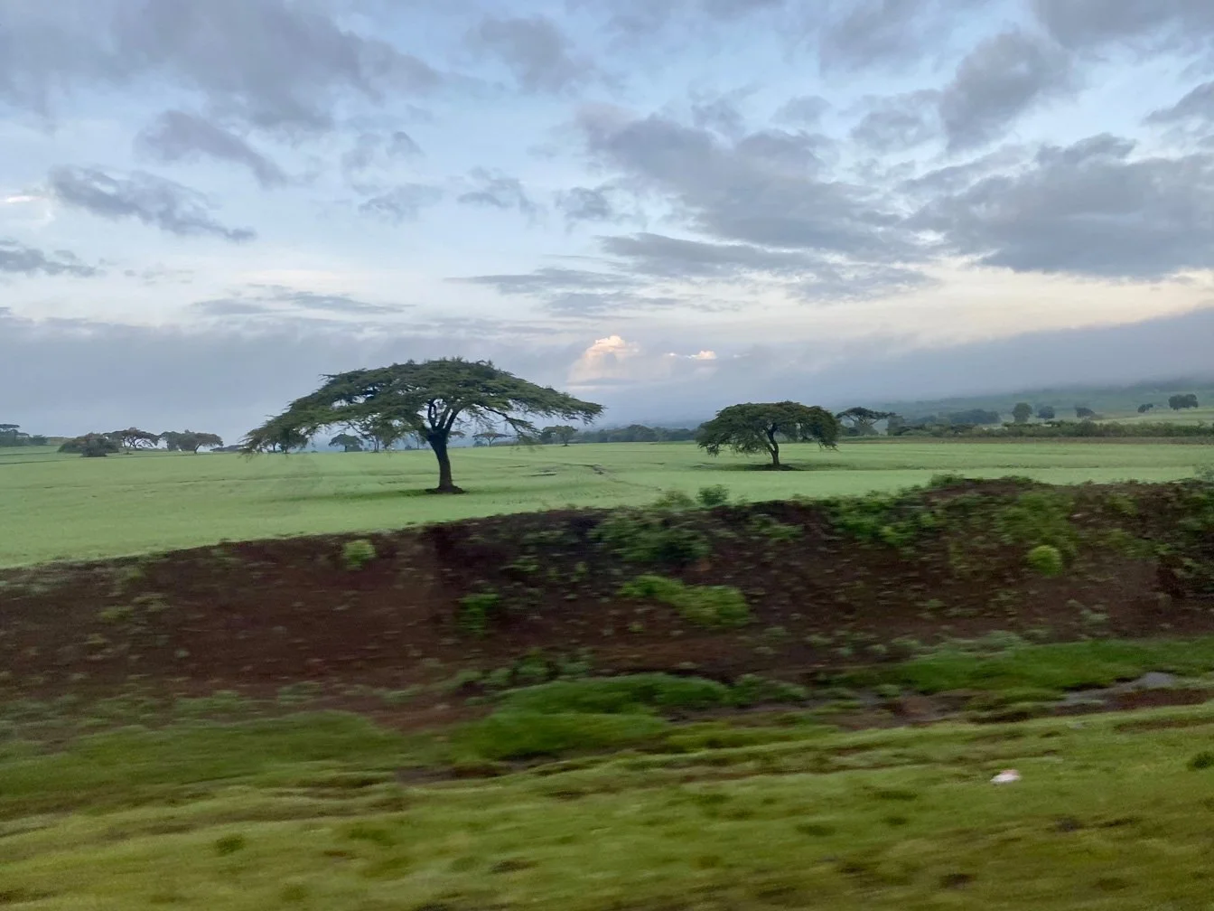 Kenia_hautnah-Masai_Mara-Landschaft-Baeume.jpg