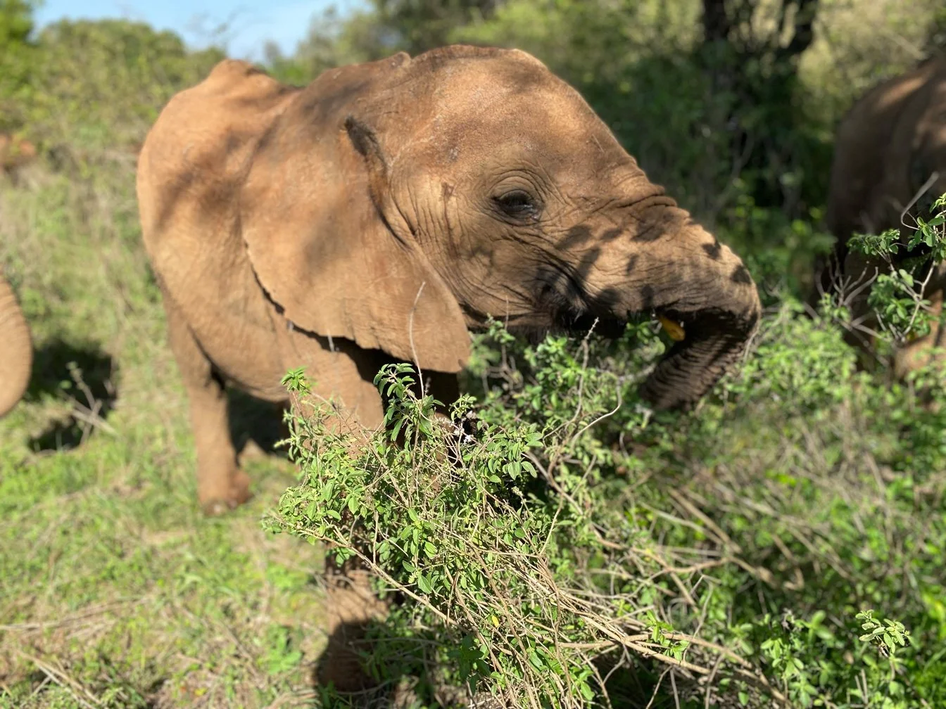 Kenia_hautnah-Sheldrick_Wildlife_Trusts-Nairobi_Nationalpark-Elefanten-Ruessel_und_Auge.jpg