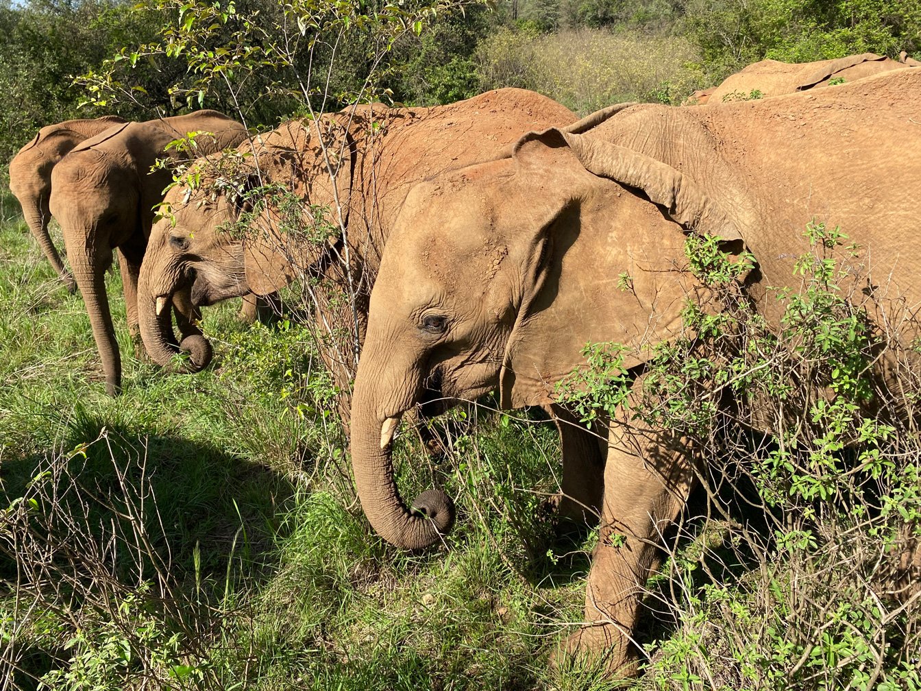Kenia_hautnah-Sheldrick_Wildlife_Trusts-Savanne-Elefanten.jpg