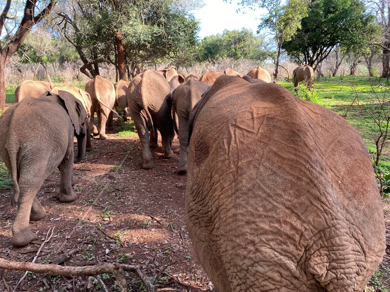 Kenia_hautnah-Sheldrick_Wildlife_Trusts-Nairobi_Nationalpark-Elefantenruecken.jpg