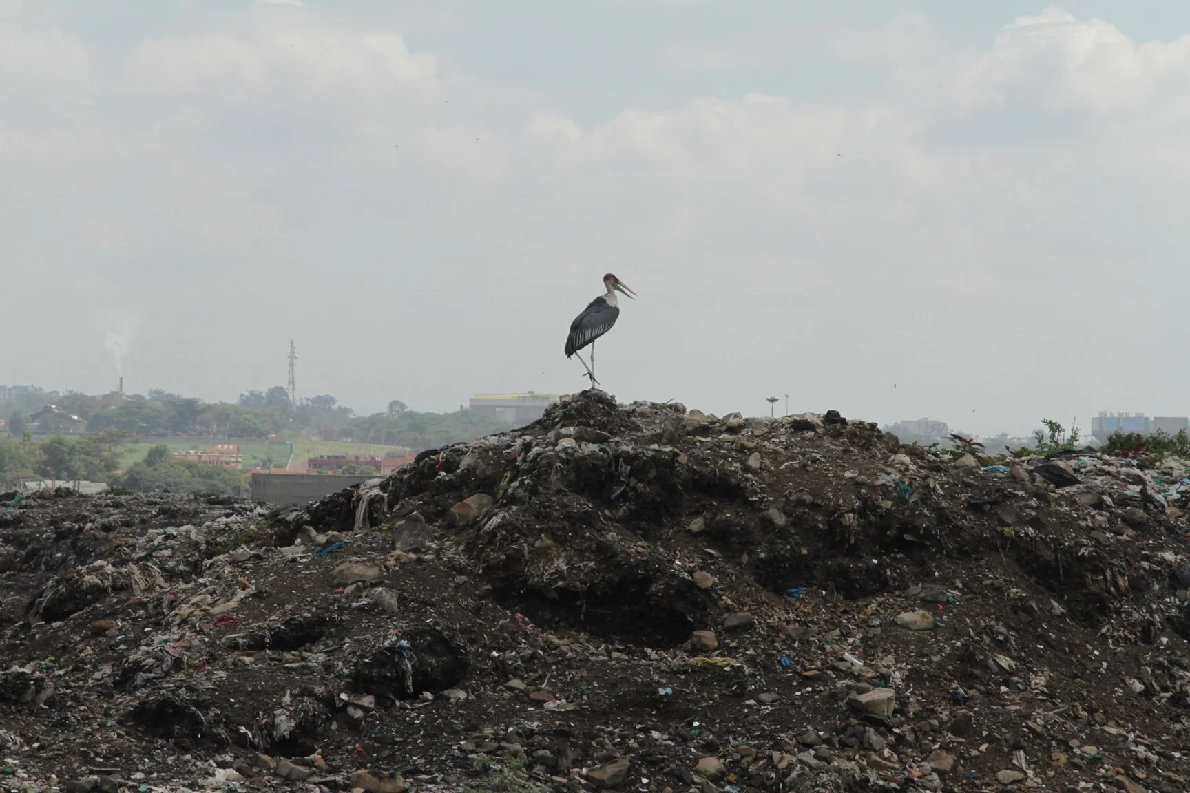 Kenia_hautnah-Nairobi-Muellhalde_Dandora-Vogel.jpg