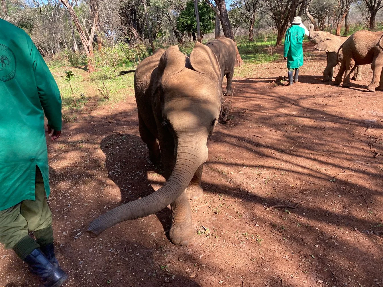 Kenia_hautnah-Sheldrick Wildlife Trusts-Nairobi Nationalpark-Elefanten-Waisen.jpg