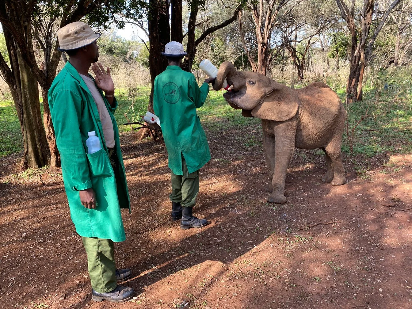 Kenia_hautnah-Sheldrick_Wildlife_Trusts-Nairobi_Nationalpark-Pfleger_fuettern_Elefantenwaisen.jpg