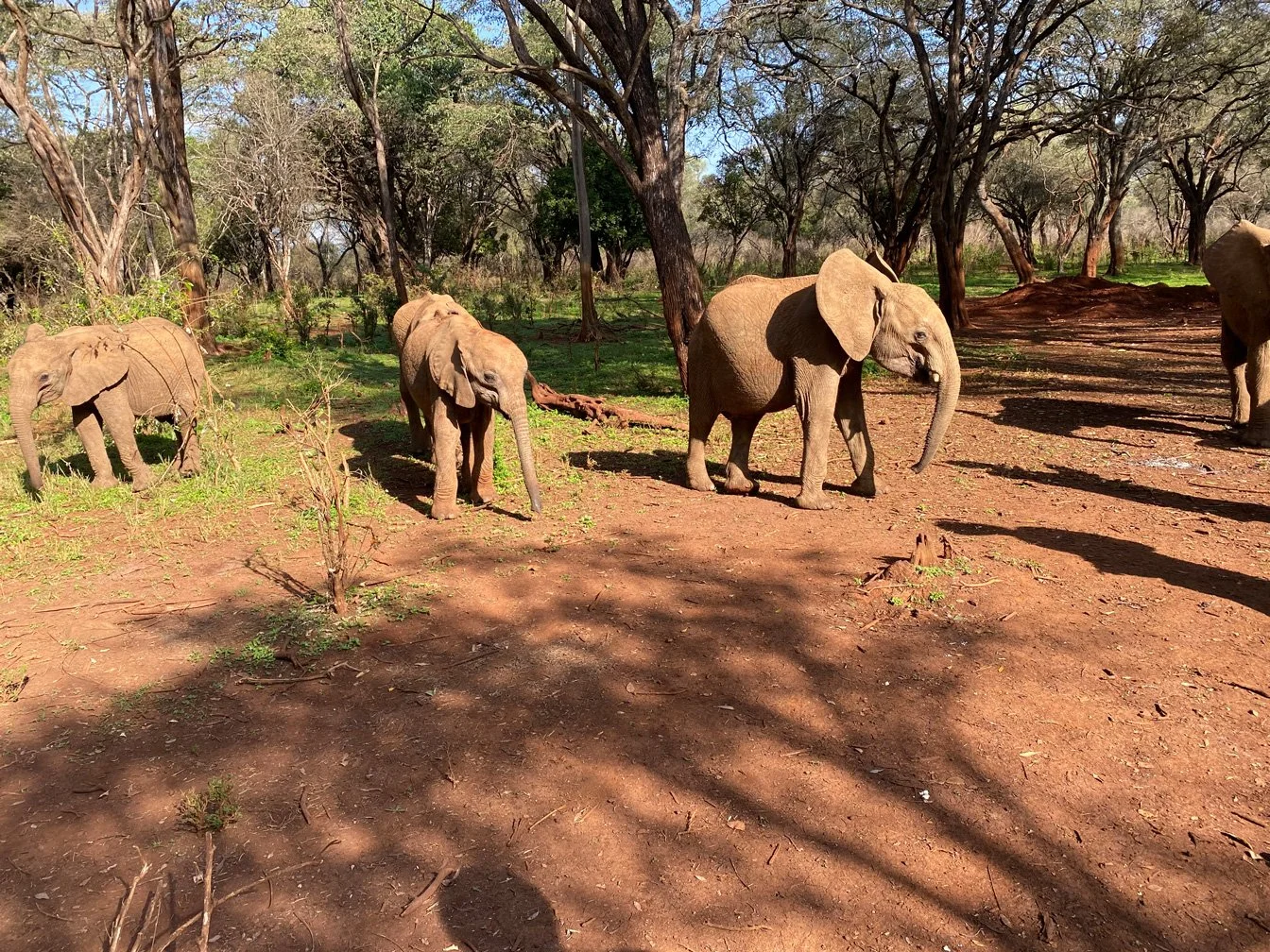 Kenia_hautnah-Sheldrick_Wildlife_Trusts-Nairobi_Nationalpark-Elefantenwaisen_im_Wald.jpg
