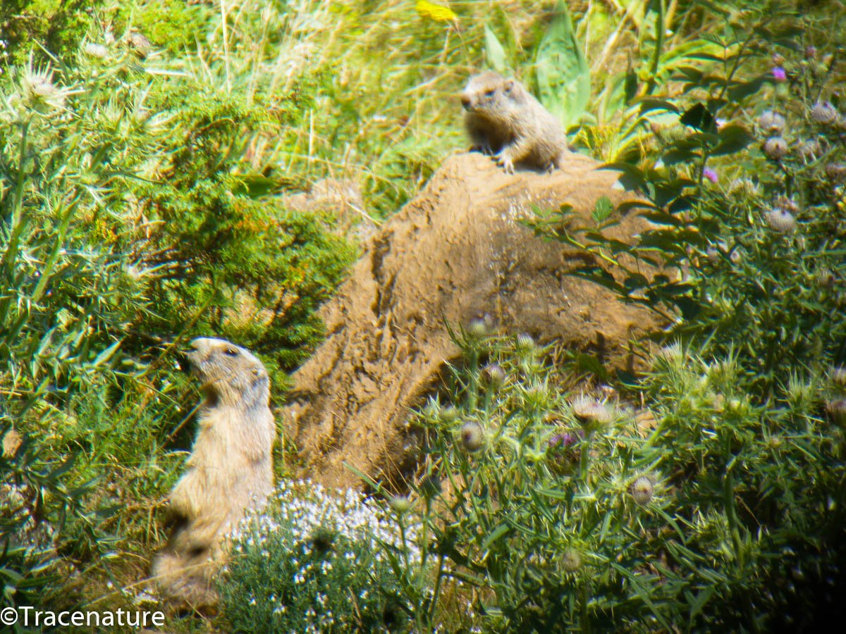 marmottes@Tracenature 1200-900.jpg