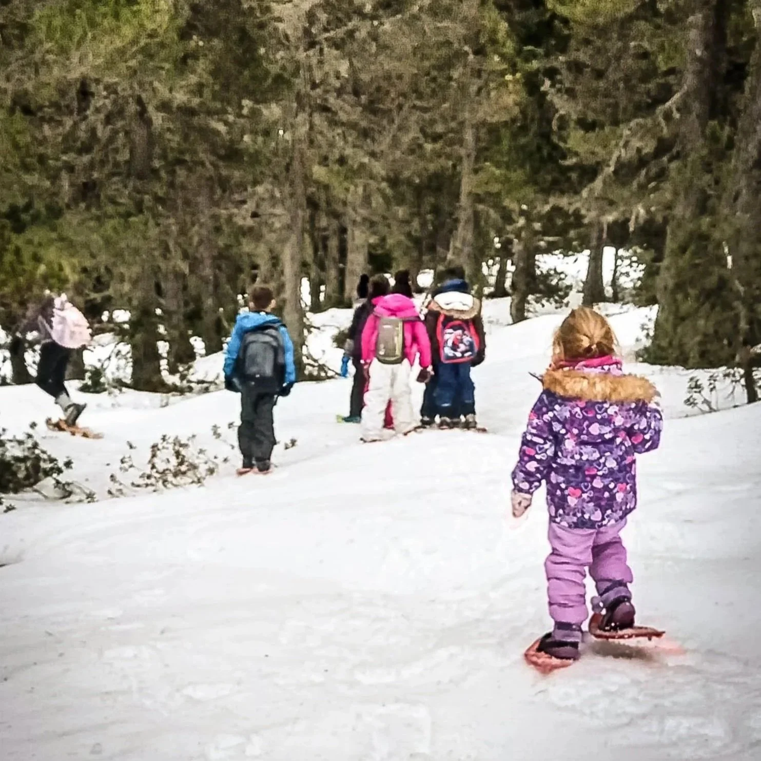 Balade raquettes - Premières Traces