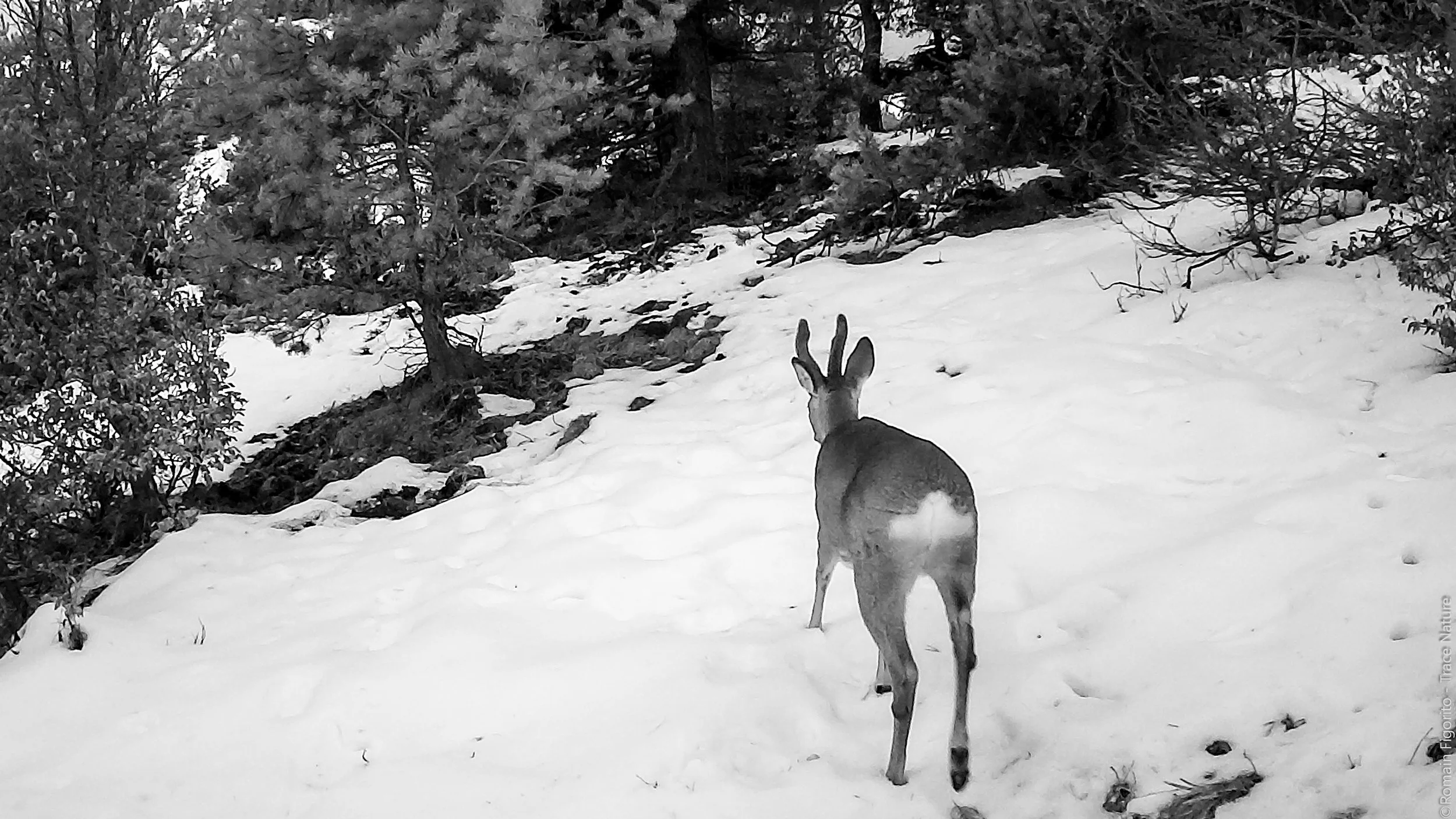 Pistes Sauvages - Sur les traces de la faune