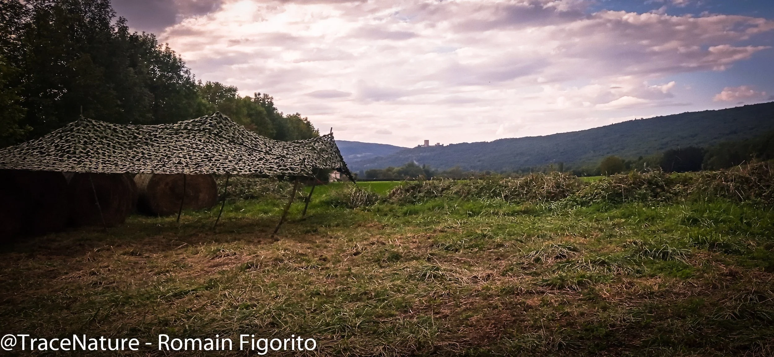 Affut Brame du cerf Puivert@Romain Figorito.jpg